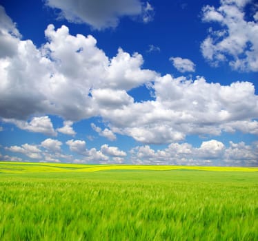field on a background of the blue sky