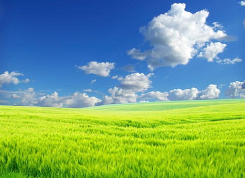 field on a background of the blue sky