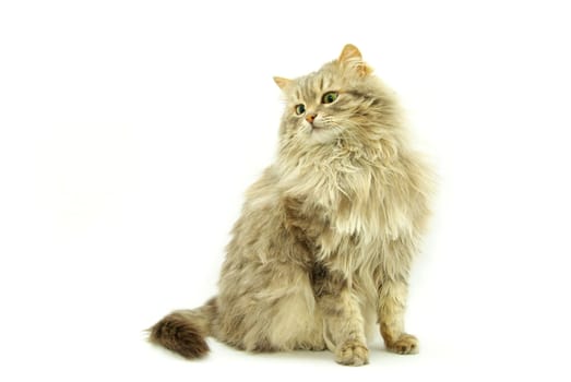 cat  isolated on a white background