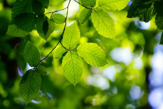 green leaves background in a sunny day