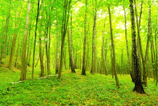 green forest  background in a sunny day