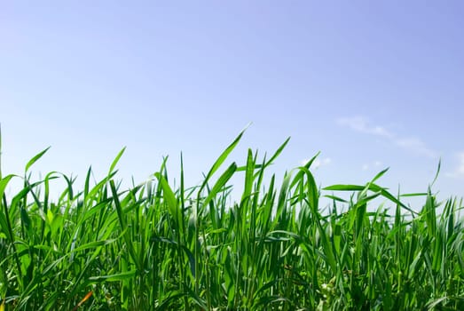 field on a background of the blue sky