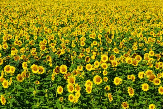 Closeup of a bright yellow sunflower