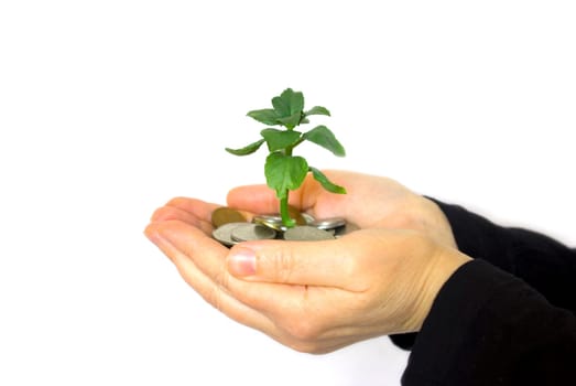 Hands holding sapling in soil