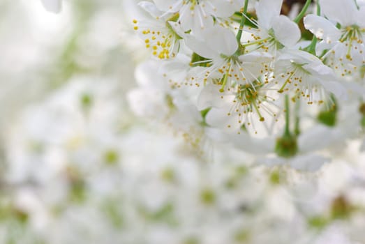Close up of the cherry blossoms