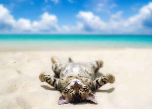 cat on beach and blue sky
