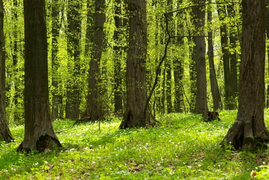 Early morning sun in the green forest