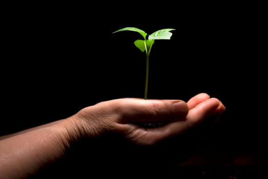 Hands holding sapling in soil