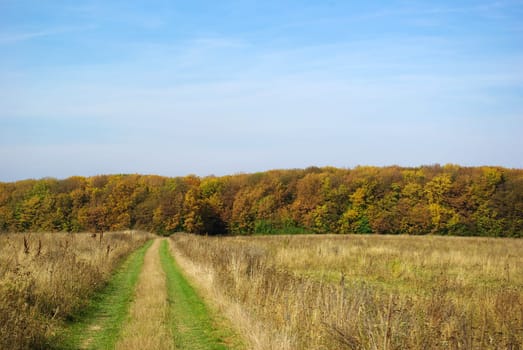 path in the field anchorwoman to the forest