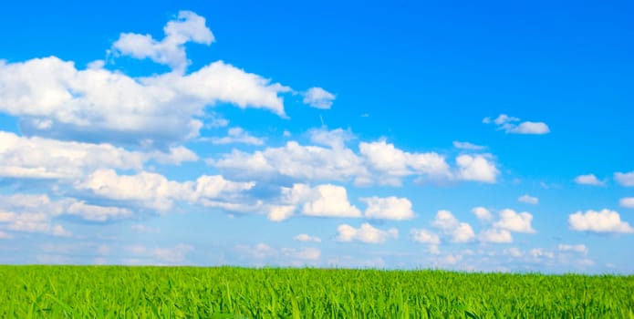 field on a background of the blue sky