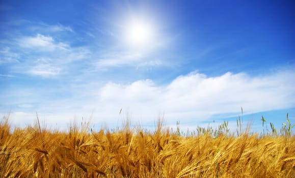 Wheat ears against the blue  sky
