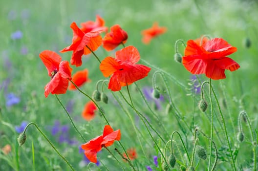 closeup of red poppy on cereal field