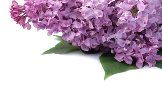 Lilac flower isolated on white background