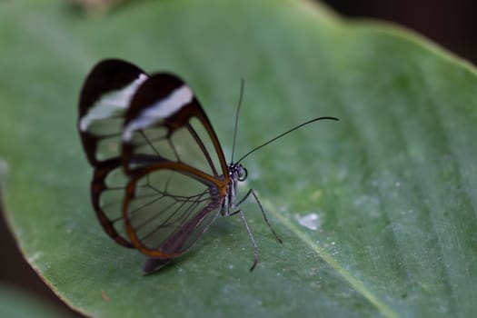 A delicate small glasswinged butterfly (Greta Oto)