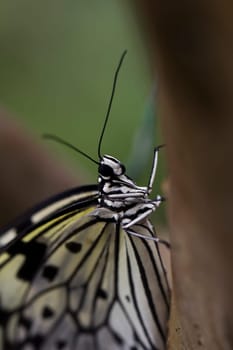 A close up of a tree nymph butterfly Nymphalidae