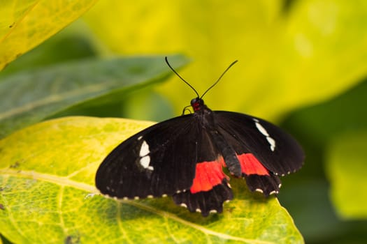 A large pink cattleheart butterfly at rest