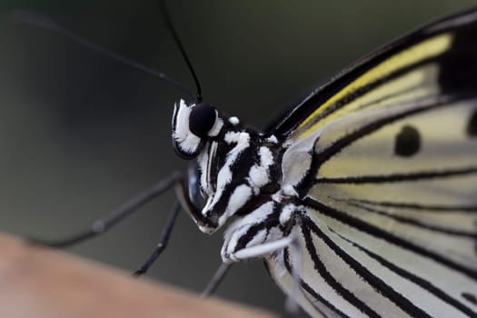 A close up of a delicate asian tree nymph butterfly