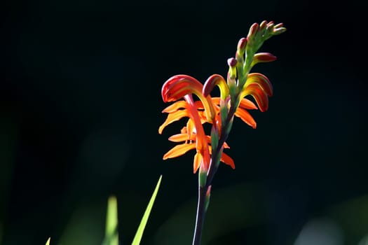 Wild orange flowers backlit by the sun light