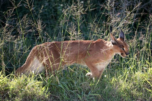 African Lynx or Caracal hunting in the long grass