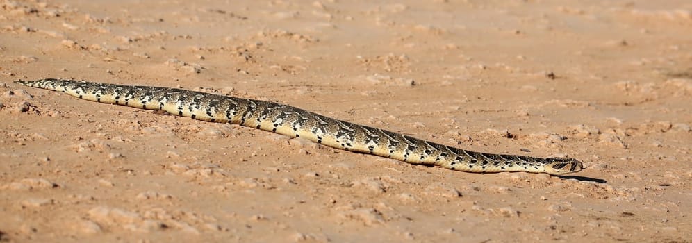 Striking puffadder snake slithering across the ground