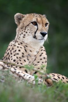 Cheetah wild cat with beautiful spotted fur