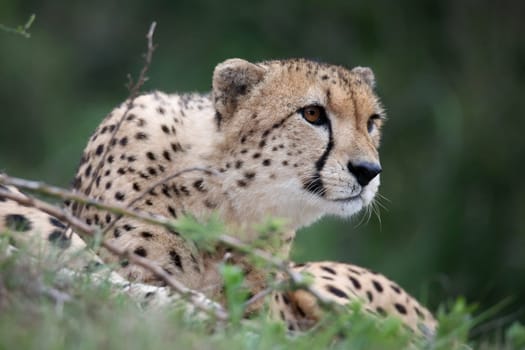 Cheetah wild cat with beautiful spotted fur