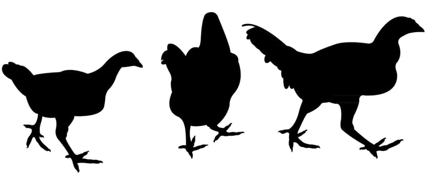 chickens and roosters, silhouettes vector, collage set