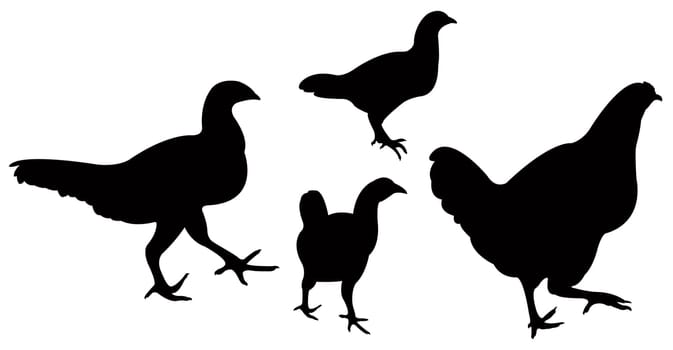 chickens and roosters, silhouettes vector, collage set
