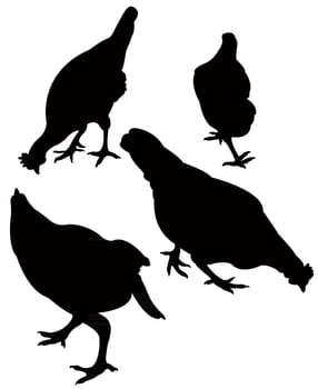 chickens and roosters, silhouettes vector, collage set