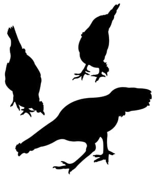 chickens and roosters, silhouettes vector, collage set