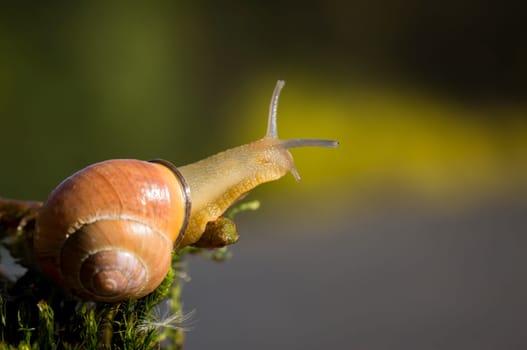 Snail