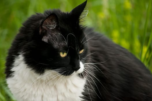 Black and white cat closeup on rural background