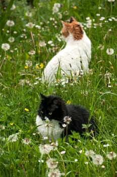 Two cats on rural spring meadow in sunny day