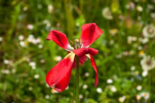 Head of red wet tulip overblown closeup on green plants background