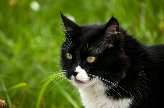 Black and white cat closeup on rural background