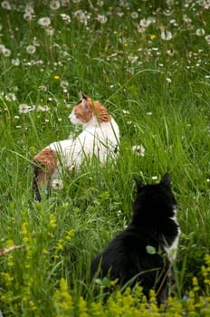 Two cats on rural spring meadow in sunny day