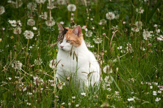Cat among grass and plants on spring meadow