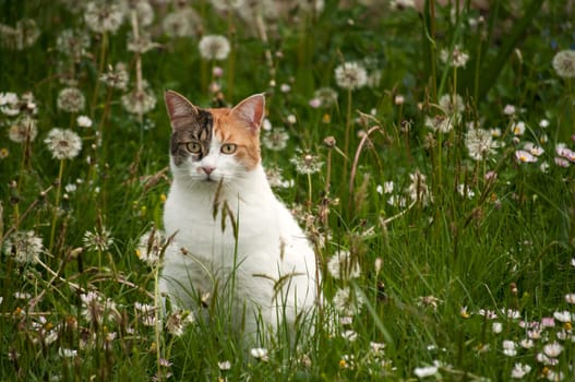 Cat among grass and plants on spring meadow