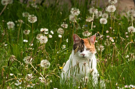 Cat among grass and plants on spring meadow