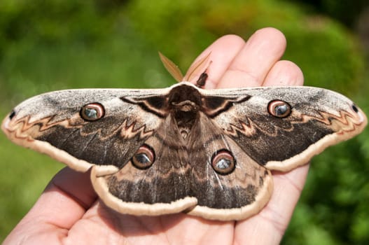 Giant Peacock Moth closeup on human hand in sunny day