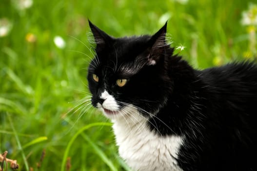Black and white cat closeup on rural background