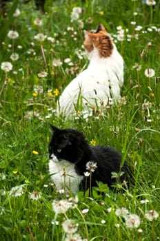 Two cats on rural spring meadow in sunny day