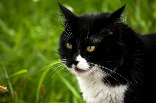 Black and white cat closeup on rural background