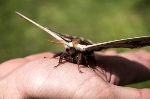 Giant Peacock Moth closeup on human hand in sunny day