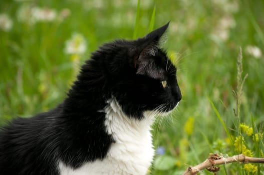 Black and white cat closeup on rural background