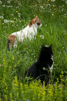 Two cats on rural spring meadow in sunny day