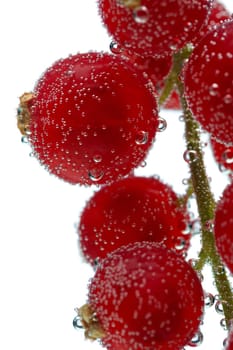 Bunch of red currant in the bubbles under water isolate on white. Macro. Shallow depth of field.