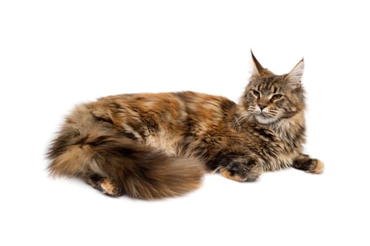 Cat breed Maine Coon lying quietly on a white background. Isolate.