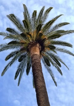 Palm against the blue sky in the winter in Barcelona, Spain.