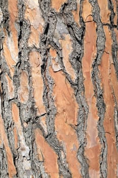 Living pine bark lit by the full afternoon sun
